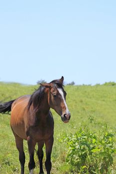 horse and  field  in summer