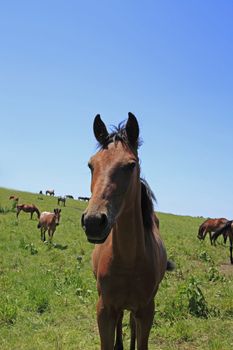 horse and  field  in summer