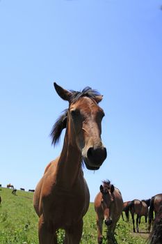 horse and  field  in summer