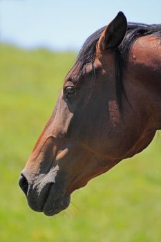 horse and  field  in summer