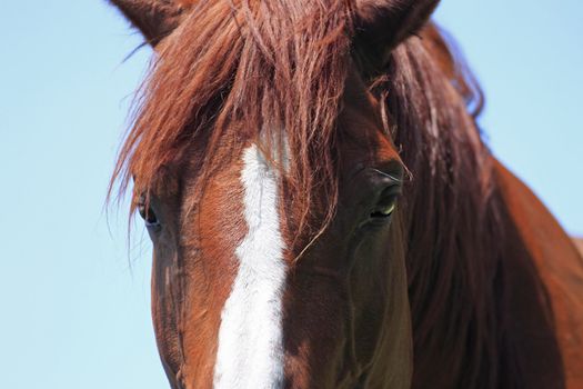 horse and  field  in summer