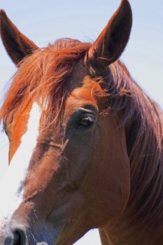 horse and  field  in summer