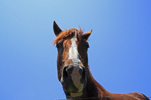 horse and  field  in summer