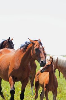 horse and  field  in summer