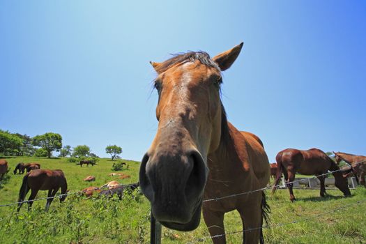 horse and  field  in summer