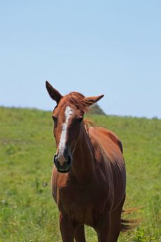 horse and  field  in summer