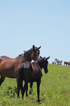 horse and  field  in summer