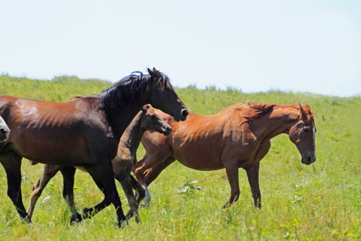 horse and  field  in summer