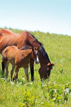 horse and  field  in summer