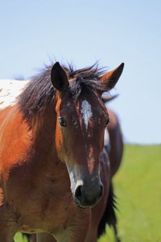 horse and  field  in summer