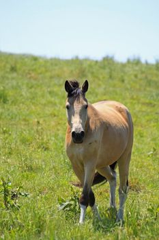 horse and  field  in summer