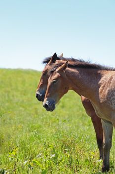 horse and  field  in summer