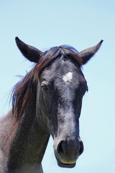 horse and  field  in summer