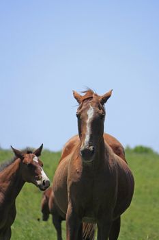 horse and  field  in summer