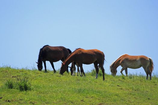 horse and  field  in summer