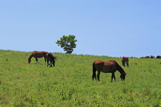 horse and  field  in summer