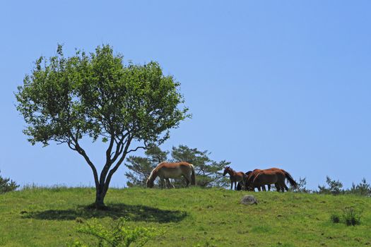 horse and  field  in summer