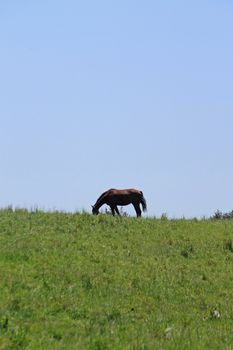 horse and  field  in summer