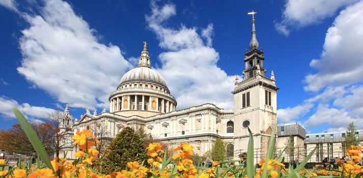 Panorama of St. Paul Cathedral with Yellow Flower garden in London England United Kingdom