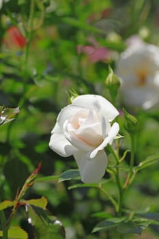 Close up   Beautiful  rose in a garden 