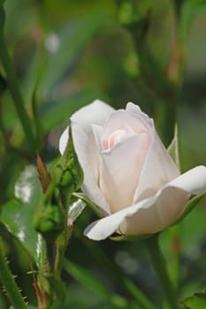 Close up   Beautiful  rose in a garden 