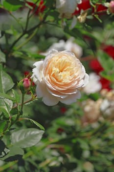 Close up   Beautiful  rose in a garden 