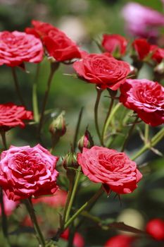 Close up   Beautiful  rose in a garden 