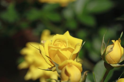 Close up   Beautiful  rose in a garden 