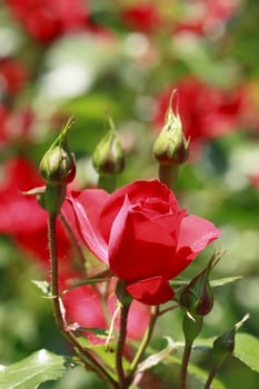 Close up   Beautiful  rose in a garden 