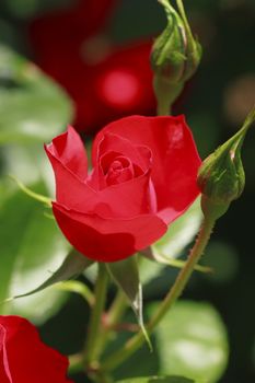 Close up   Beautiful  rose in a garden 