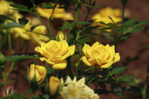 Close up   Beautiful  rose in a garden 