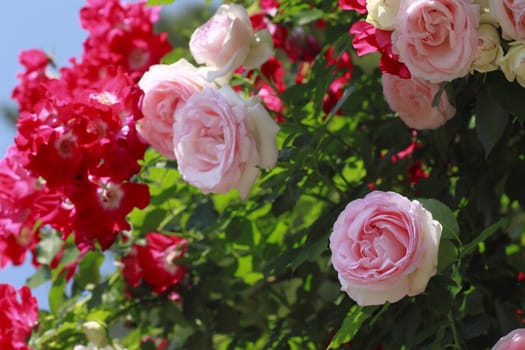 Close up   Beautiful  rose in a garden 