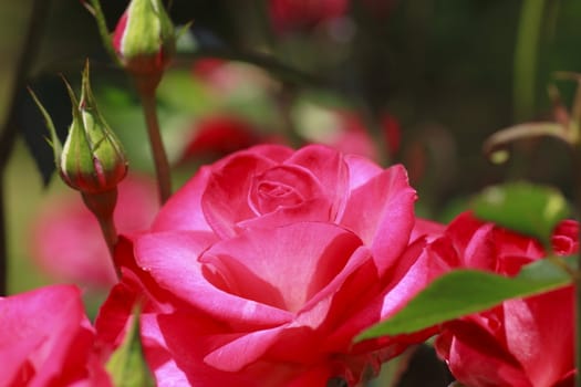 Close up   Beautiful  rose in a garden 