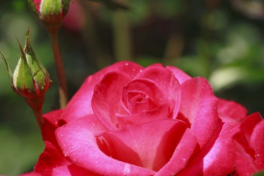 Close up   Beautiful  rose in a garden 