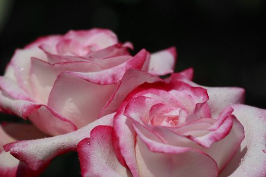 Close up   Beautiful  rose in a garden 