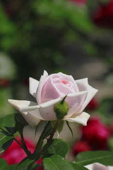 Close up   Beautiful  rose in a garden 