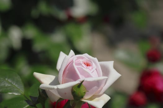 Close up   Beautiful  rose in a garden 