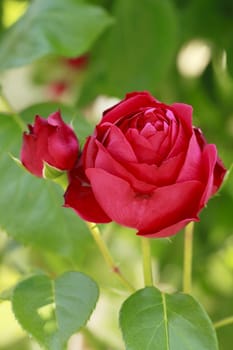 Close up   Beautiful  rose in a garden 