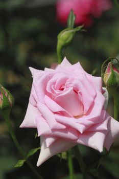 Close up   Beautiful  rose in a garden 