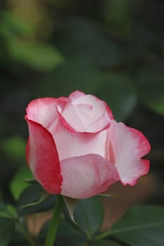 Close up   Beautiful  rose in a garden 