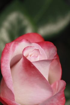 Close up   Beautiful  rose in a garden 