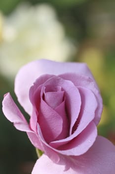 Close up   Beautiful  rose in a garden 