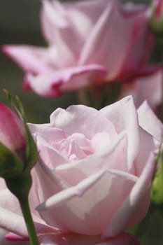 Close up   Beautiful  rose in a garden 