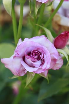 Close up   Beautiful  rose in a garden 