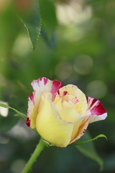 Close up   Beautiful  rose in a garden 