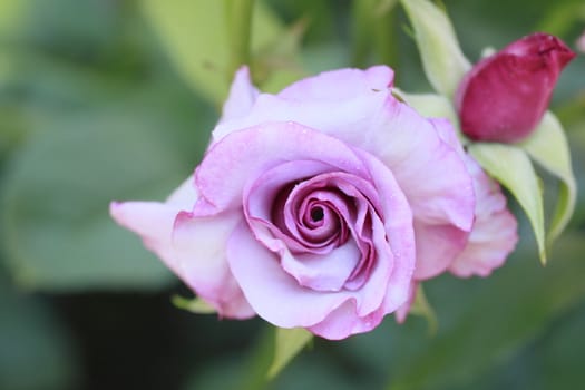 Close up   Beautiful  rose in a garden 