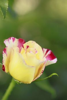 Close up   Beautiful  rose in a garden 