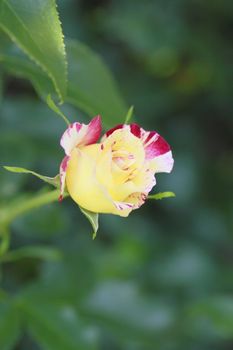 Close up   Beautiful  rose in a garden 