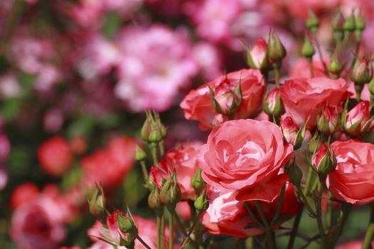 Close up   Beautiful  rose in a garden 