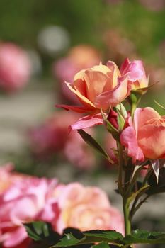 Close up   Beautiful  rose in a garden 